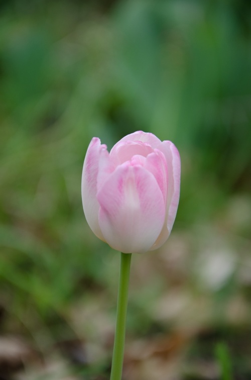 DSC 2451 (4522 visits) Tulipe
