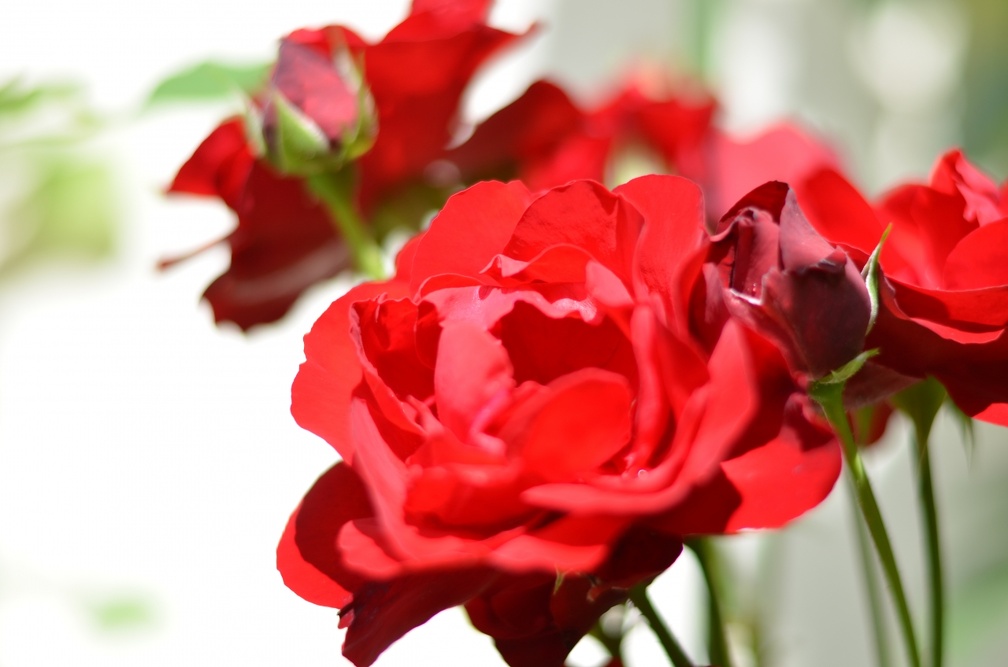 DSC 3554 (4252 visits) Roses